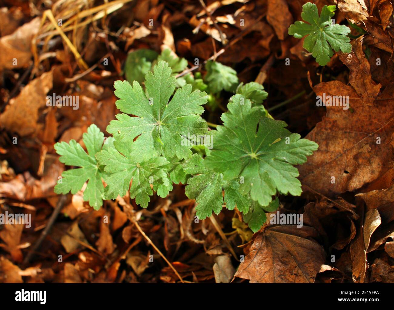 Geranium macrorrhizum or common geranium in nature. Green geranium leaves texture Stock Photo