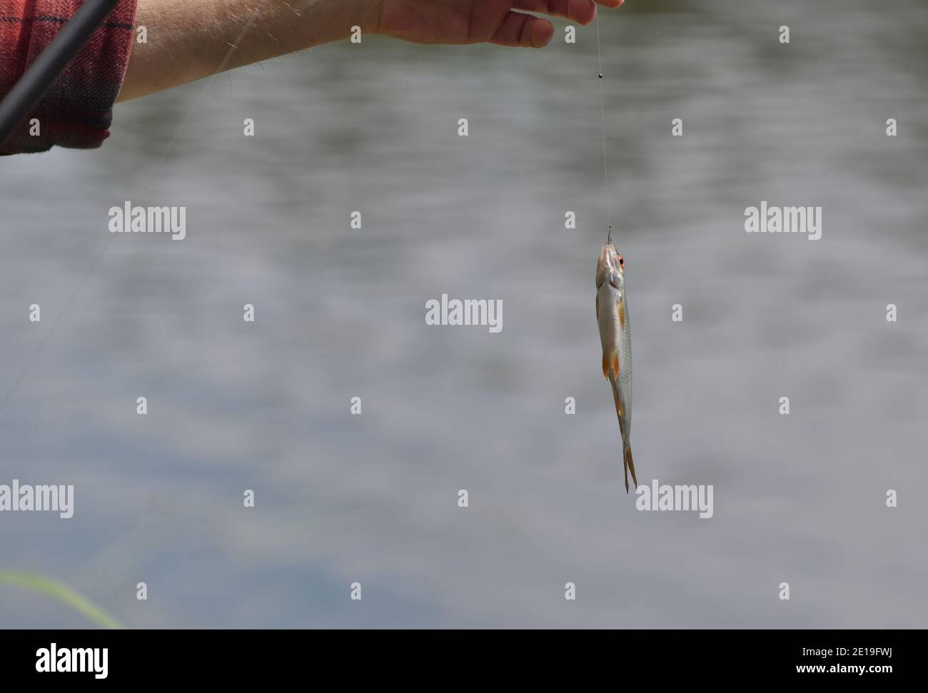 Caught fish hanging on fishing hi-res stock photography and images - Alamy