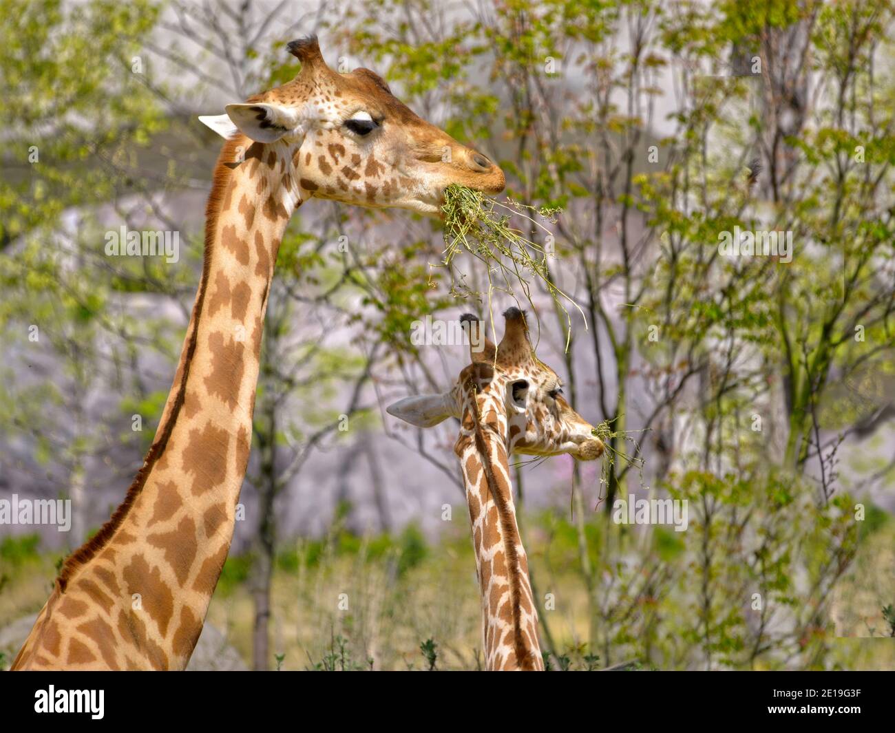 Closeup of two giraffes (Giraffa camelopardalis) eating grass Stock Photo
