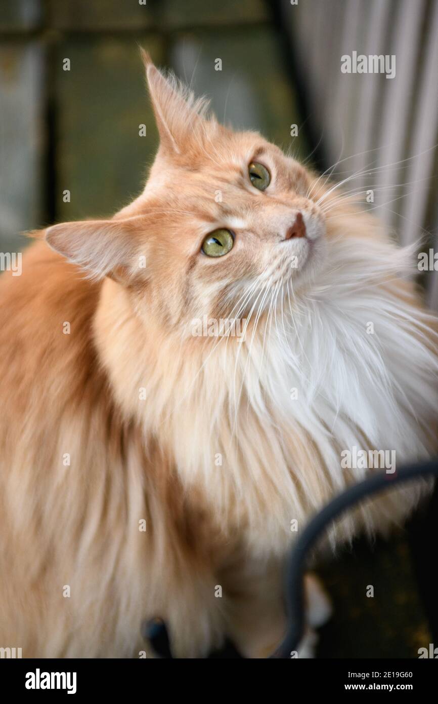 Catfluff Fluffy Maine Coon cat Stock Photo - Alamy