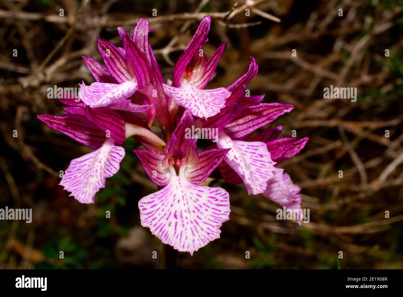 Purple and white flower of Orchis papilionacea, the butterfly orchid, on Crete in Greece, frontal view with natural background Stock Photo