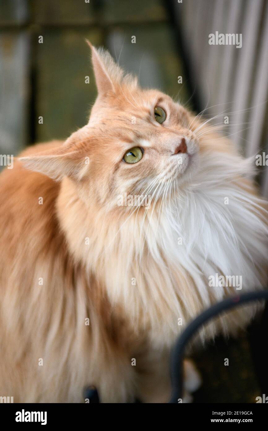 Catfluff Fluffy Maine Coon cat Stock Photo - Alamy