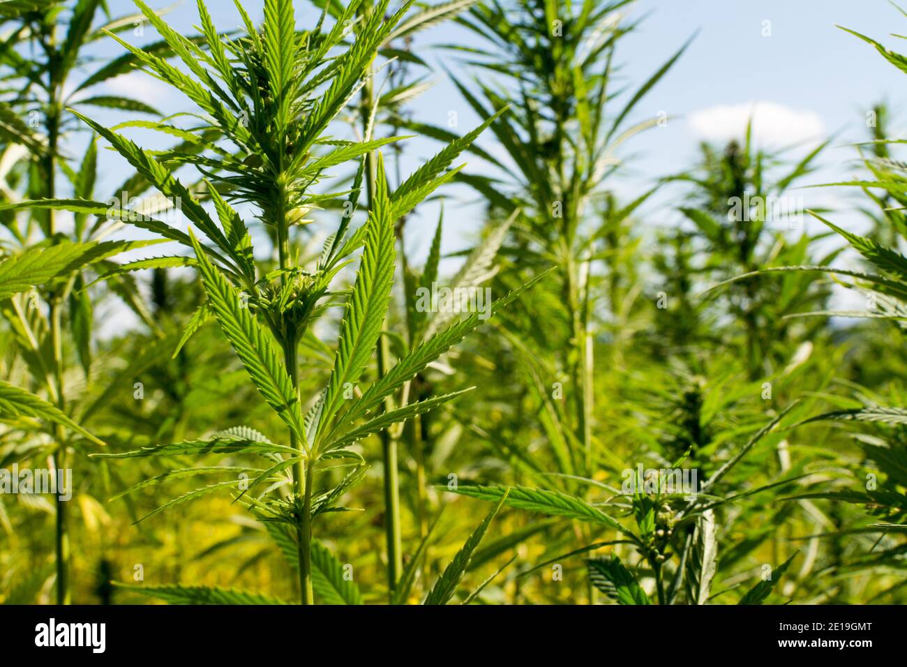 cannabis leaves on marijuana field farm sativa weed hemp hash plantation for legal medical or illegal smoke use and thc cbd ad with ganja leaf Stock Photo