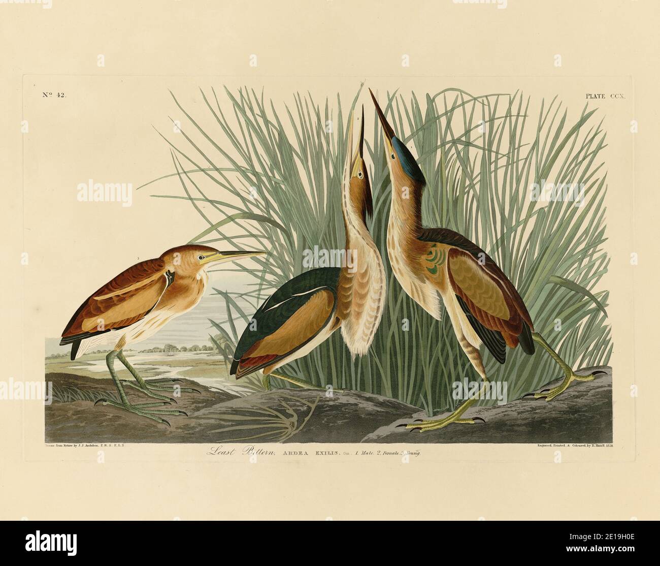 Plate X, from The Birds of America folio (1827–1839) by John James Audubon - Very high resolution and quality edited image Stock Photo