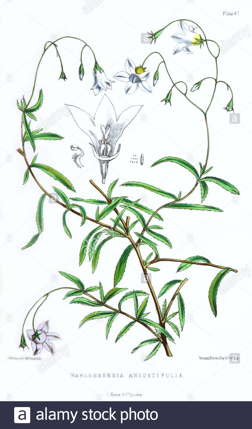 Wahlenbergia Angustifolia, vintage botanical illustration from 1875 Stock Photo