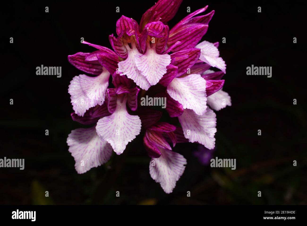Purple and white flower of Orchis papilionacea, the butterfly orchid, on Crete in Greece, frontal view with black background Stock Photo
