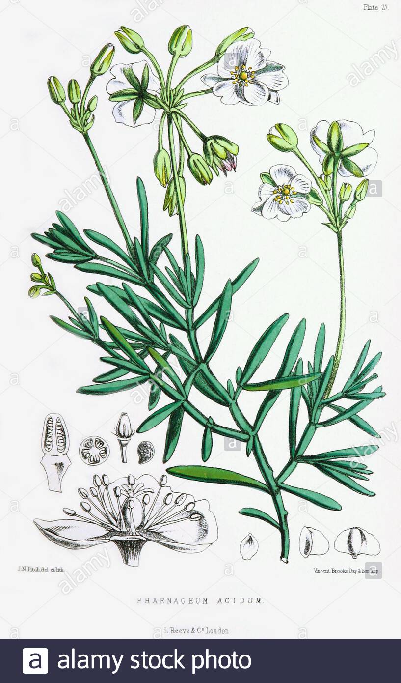 Kewa (Kewa acida), vintage botanical illustration from 1875 Stock Photo