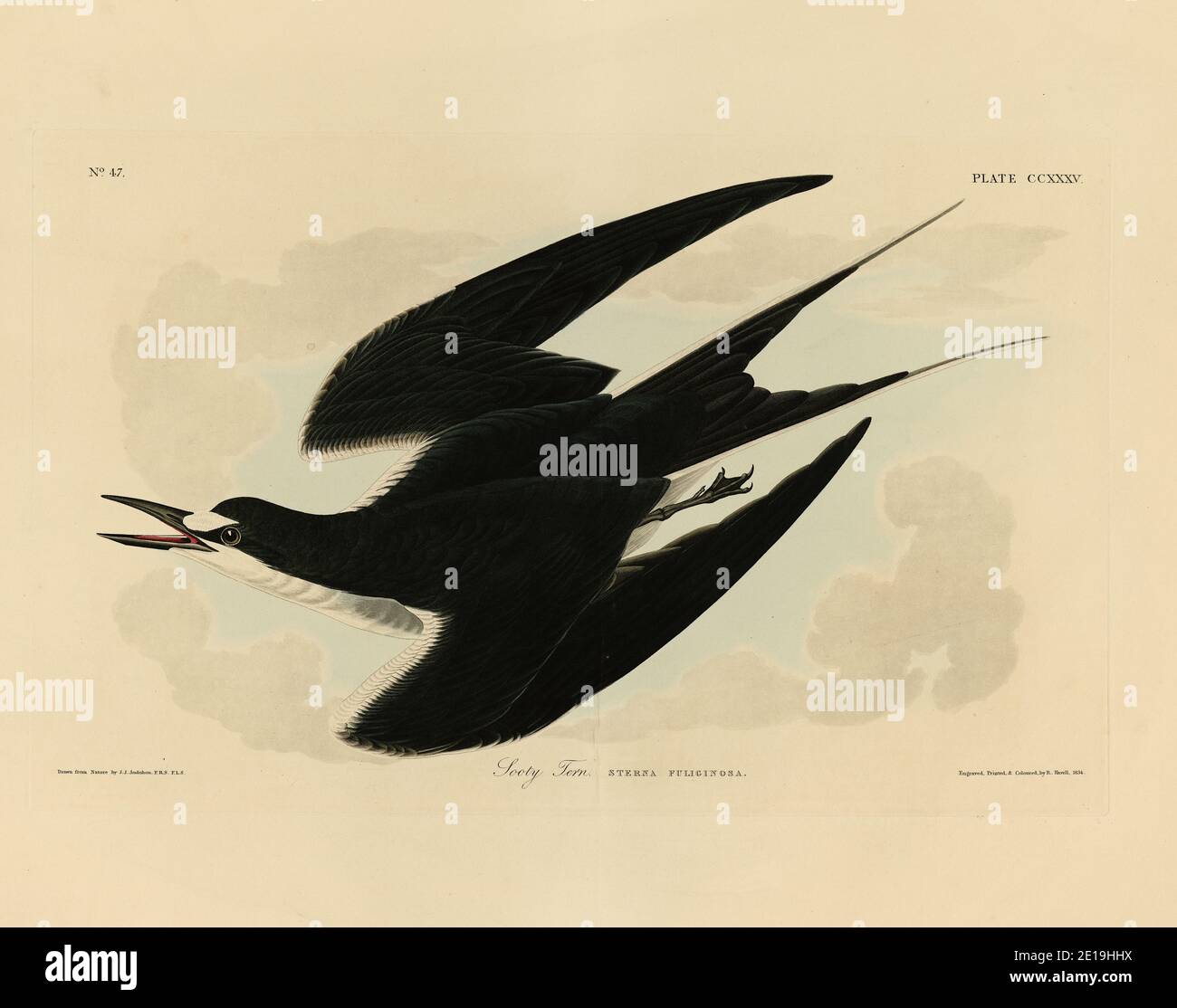 Best bird illustrations hi-res stock photography and images - Alamy