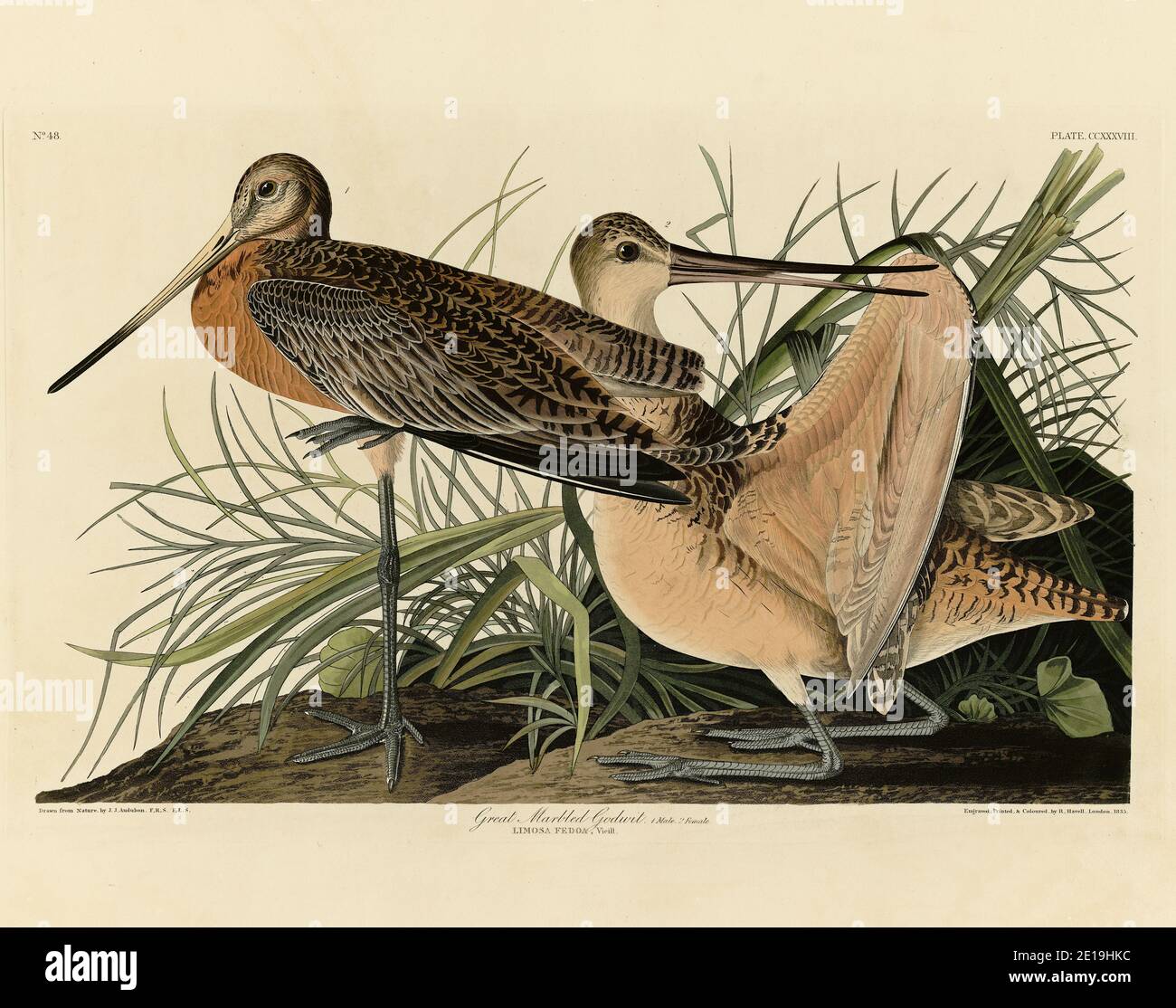 Plate 238 Great Marbled Godwit, from The Birds of America folio (1827–1839) by John James Audubon - Very high resolution and quality edited image Stock Photo