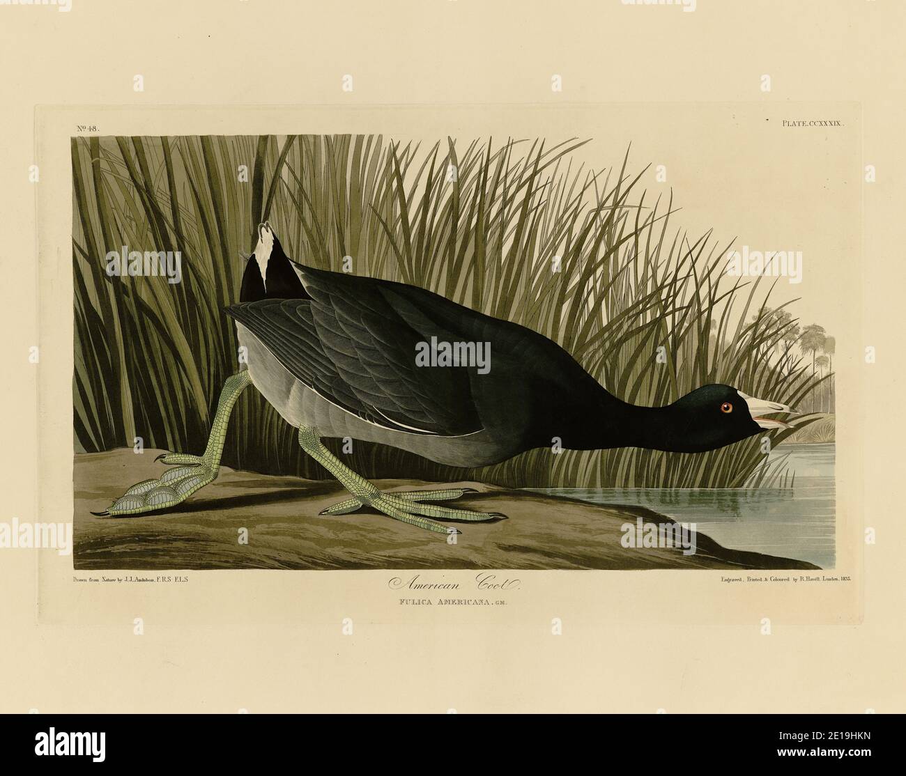 Plate 239 American Coot from The Birds of America folio (1827–1839) by John James Audubon, Very high resolution and quality edited image Stock Photo