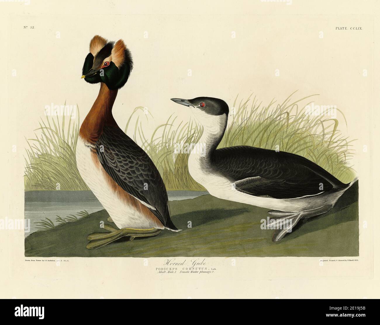 Plate 259 Horned Grebe from The Birds of America folio (1827–1839) by John James Audubon, Very high resolution and quality edited image Stock Photo