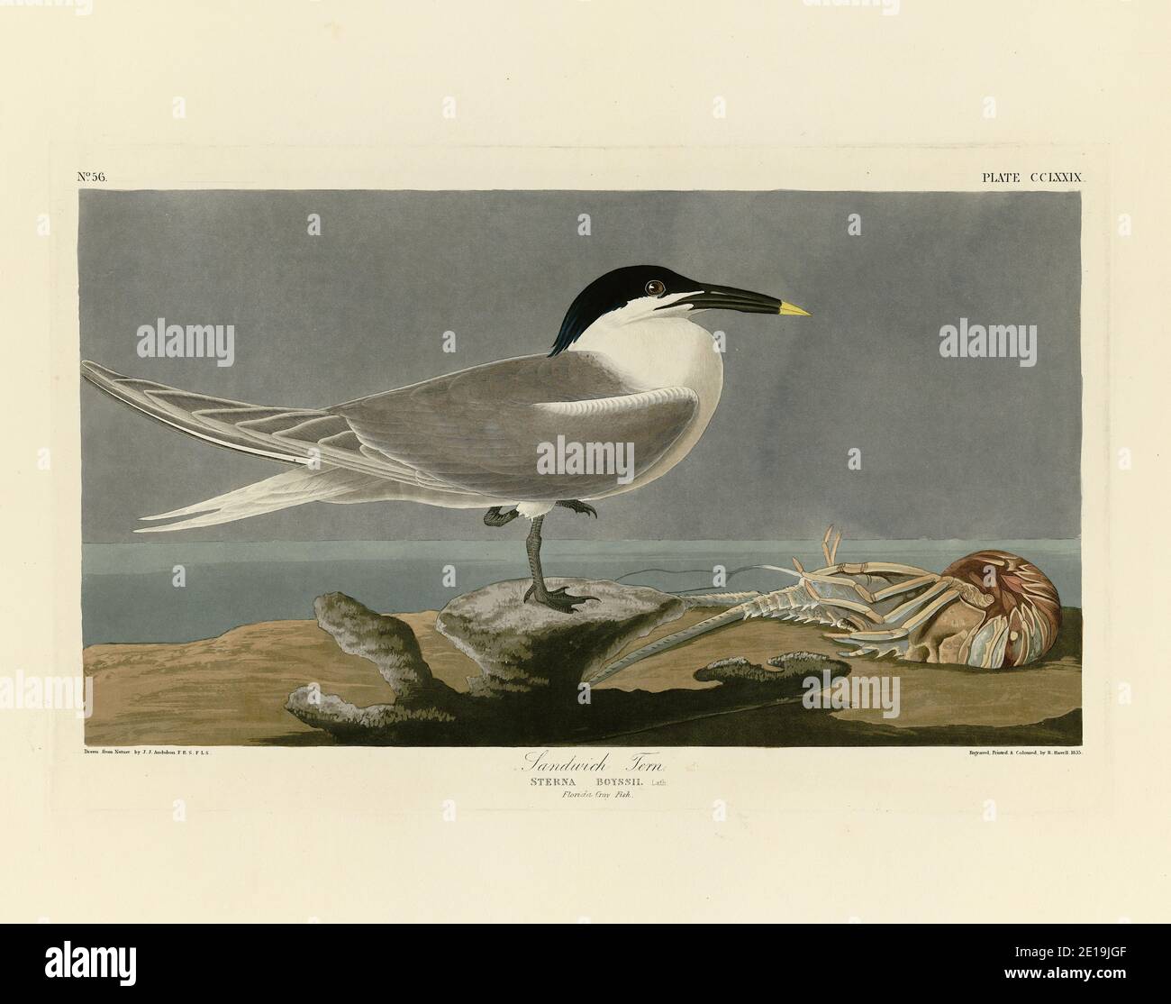 Plate 279 Sandwich Tern (Cabot's Tern) from The Birds of America folio (1827–1839) - John James Audubon, Very high resolution and quality edited image Stock Photo