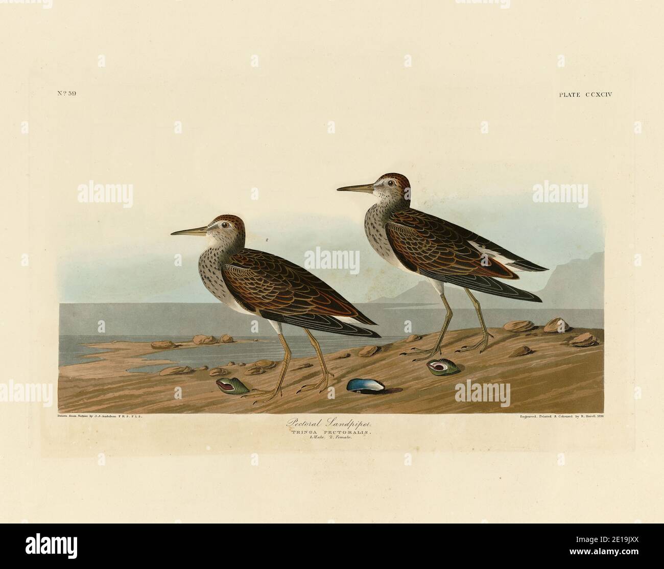 Plate 294 Pectoral Sandpiper from The Birds of America folio (1827–1839) by John James Audubon, Very high resolution and quality edited image Stock Photo