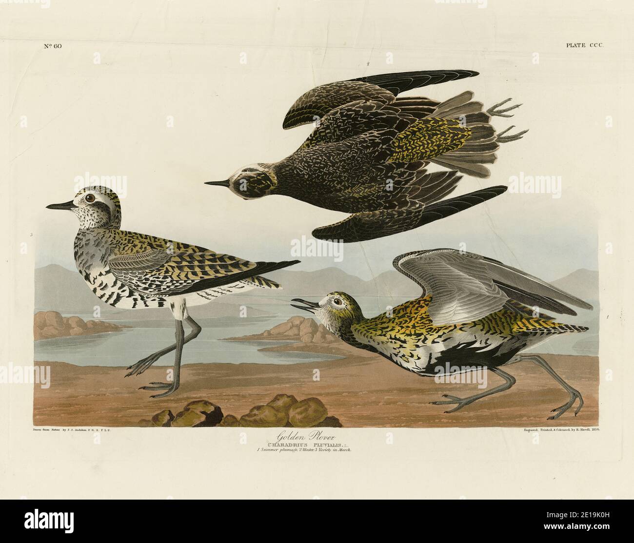 Plate 300 Golden Plover, from The Birds of America folio (1827–1839) by John James Audubon - Very high resolution and quality edited image Stock Photo