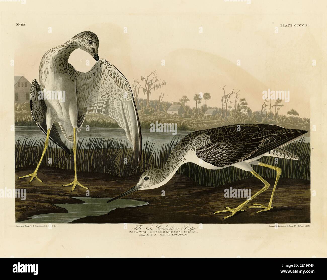 Plate 308 Tell-tale Godwit or Snipe (Greater Yellowlegs) The Birds of America folio (1827–1839) by John James Audubon, High resolution / quality image Stock Photo