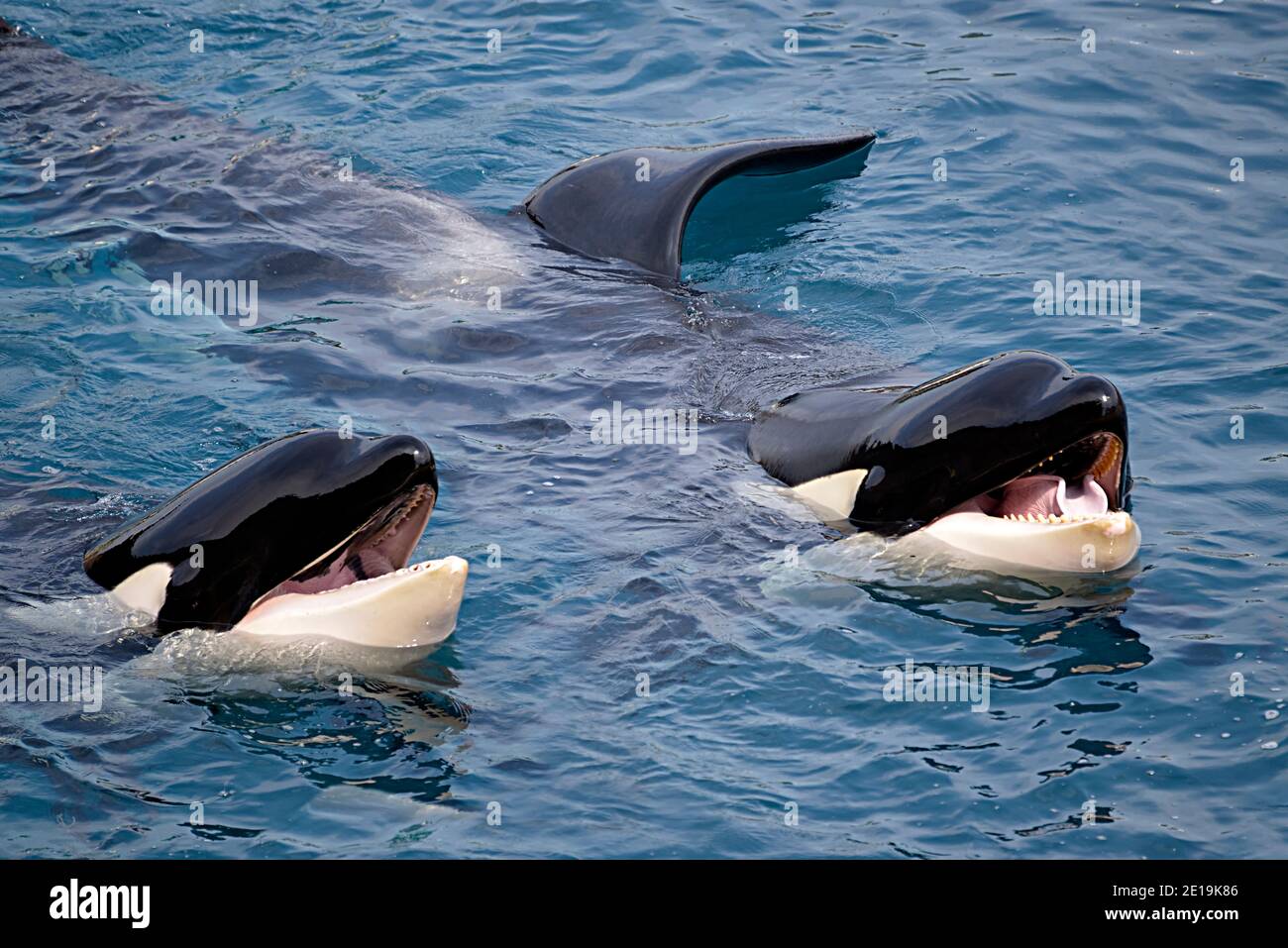 Closeup of two killer whales (Orcinus orca) opening mouth in blue water Stock Photo