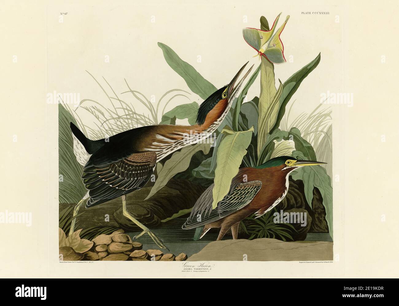 Plate 333 Green Heron from The Birds of America folio (1827–1839) by John James Audubon, Very high resolution and quality edited image Stock Photo
