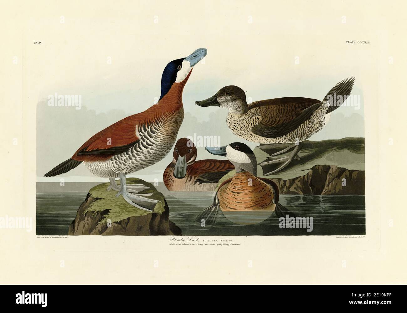 Plate 343 Ruddy Duck from The Birds of America folio (1827–1839) by John James Audubon, Very high resolution and quality edited image Stock Photo
