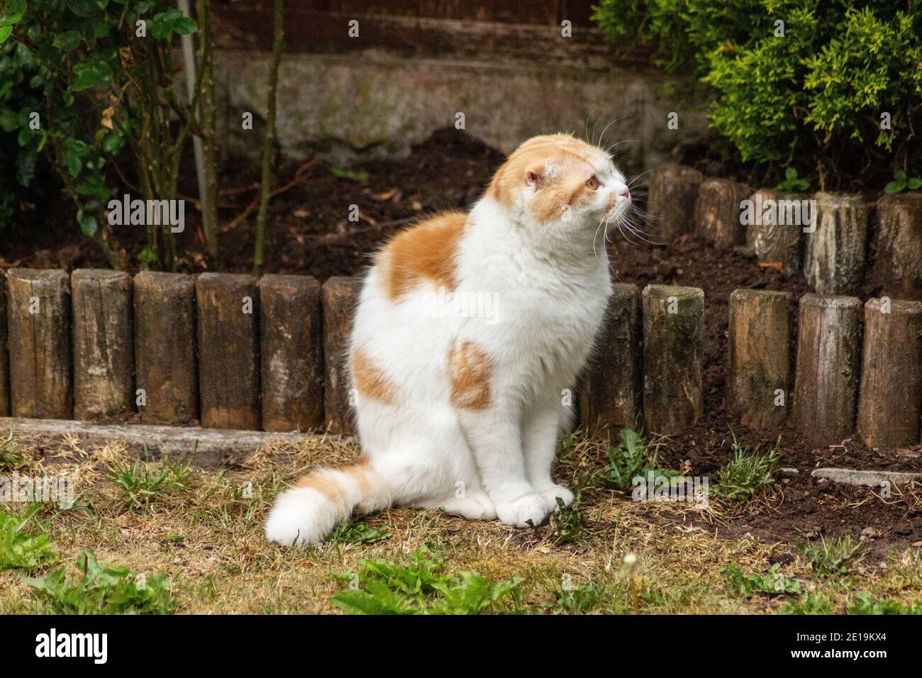 Domestic cats from friend cattery, Scottish Fold are very independent, very nice and friendly. They like to play, they are very friendly. Stock Photo