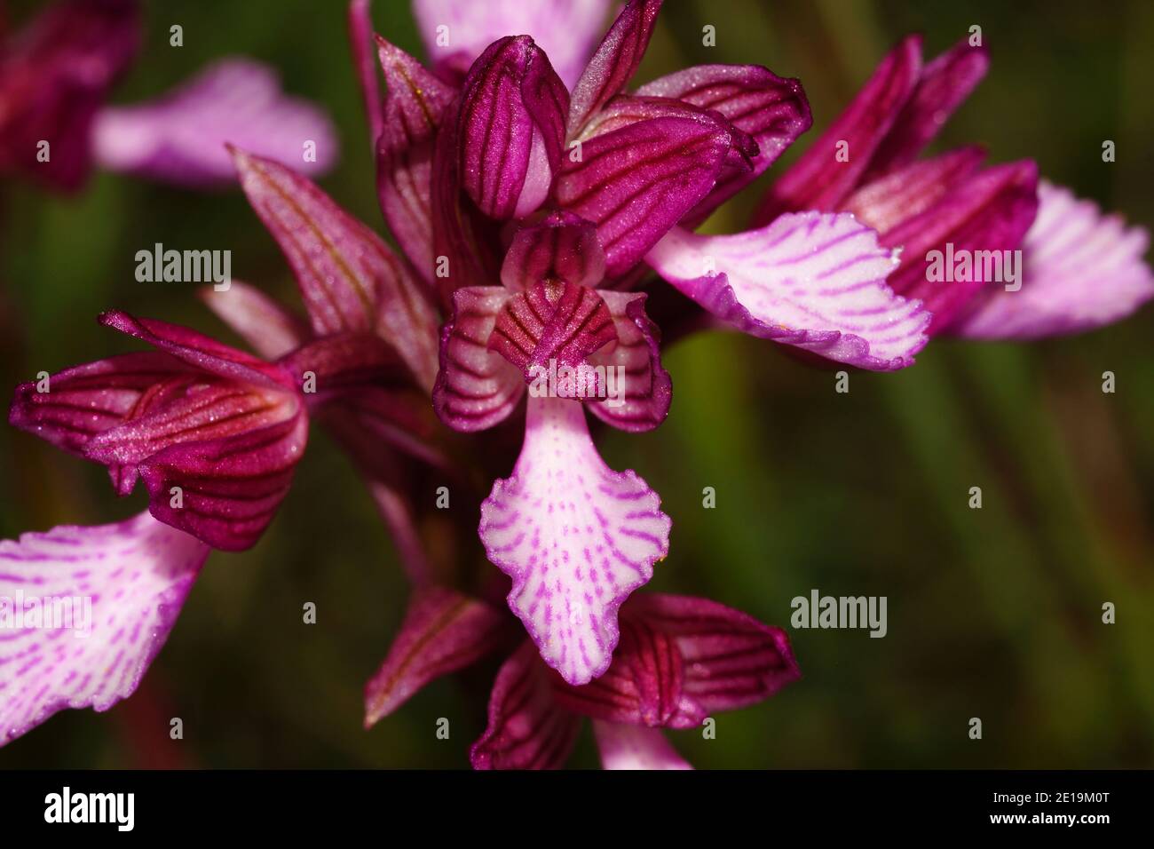 Purple flower of Orchis papilionacea, the butterfly orchid, on Crete in Greece, frontal view with natural background Stock Photo