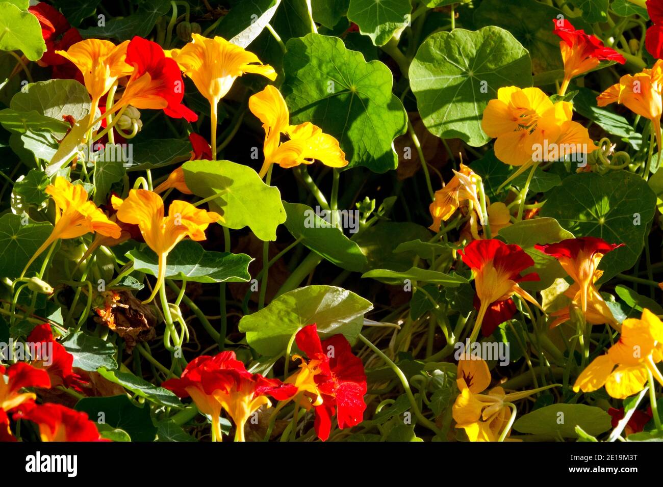 Red yellow nasturtium flowers and leaves Tropaeolum majus edible plant Stock Photo