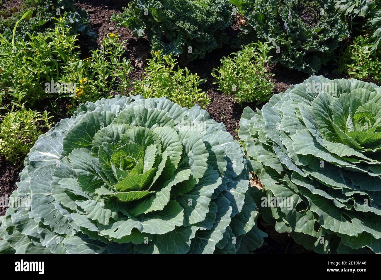 Growing Kale in vegetable garden Stock Photo Alamy