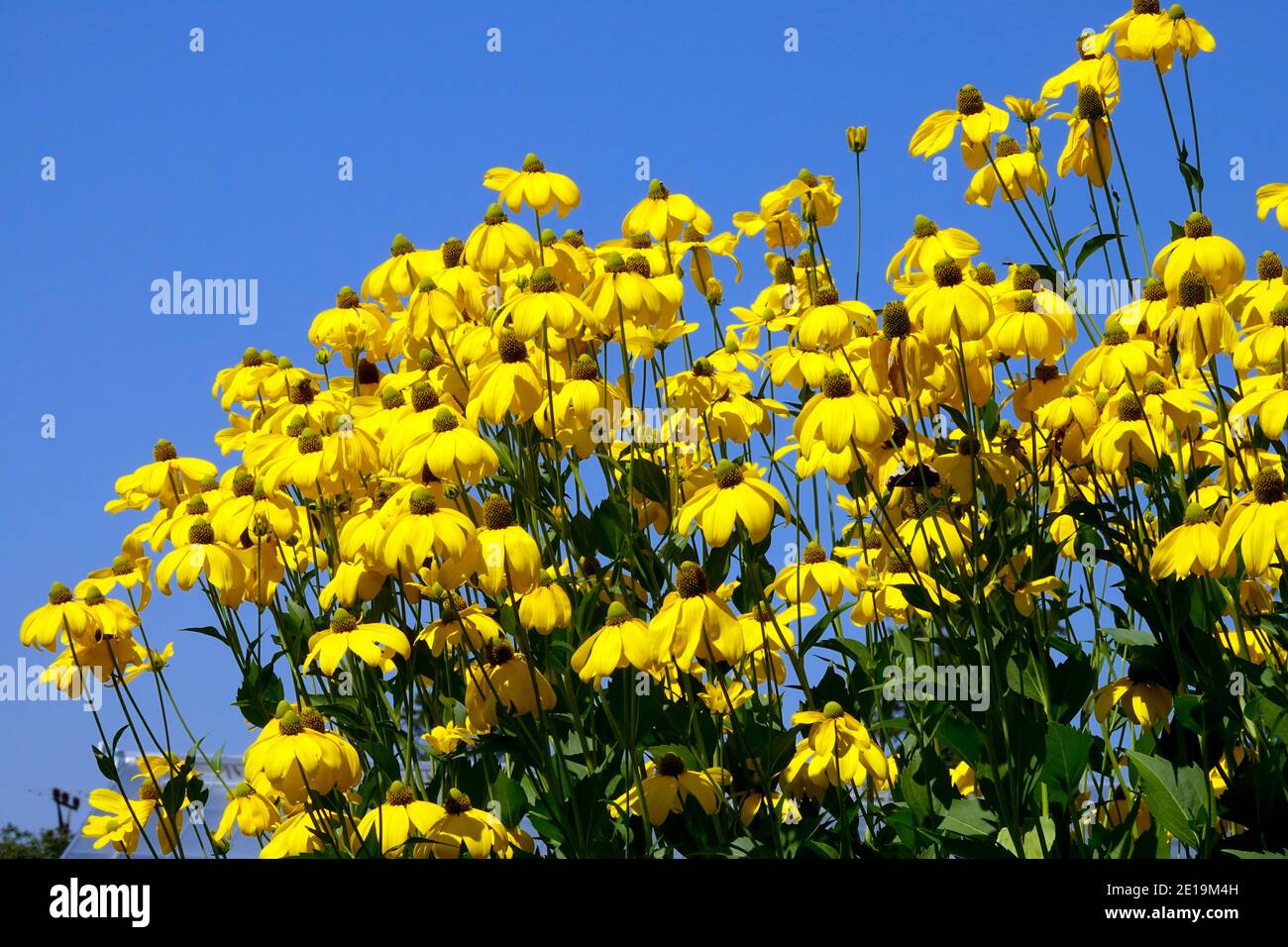 Summer herbaceous border perennial Rudbeckia 'Herbstsonne' Stock Photo