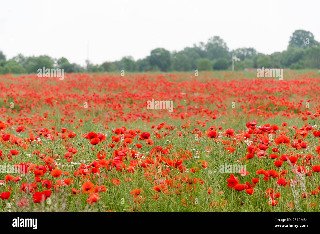 Red poppies all over in a farmers corn field Stock Photo