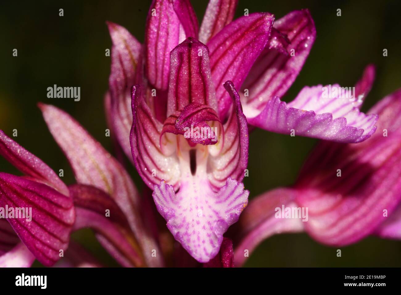 Purple flower of Orchis papilionacea, the butterfly orchid, on Crete in Greece, frontal view with black background Stock Photo