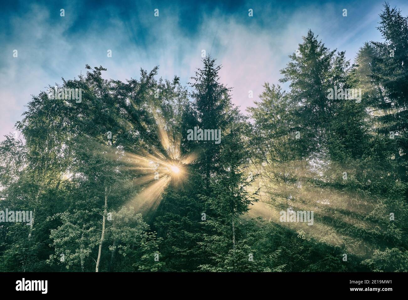 Light beams in the woods hi-res stock photography and images - Alamy