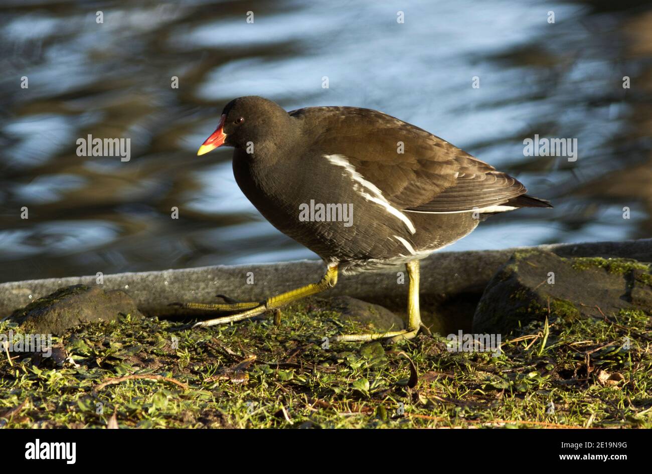 The Moorhen is a common site in towns and cities around Europe where they have adapted to ponds and lakes in municipal areas. Stock Photo