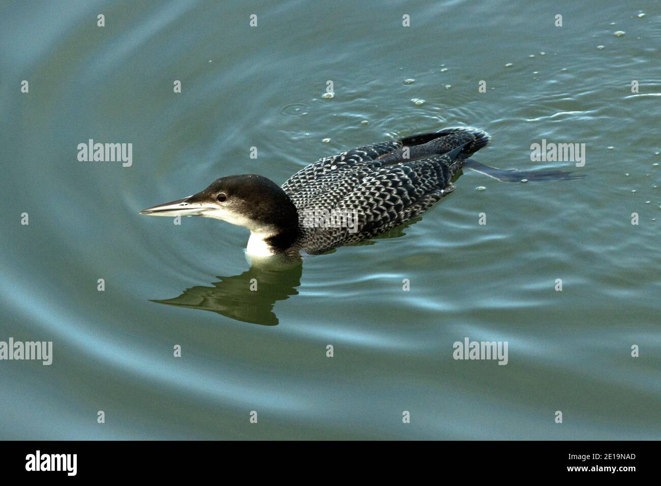 Great Northern Divers become more drab in their winter plumage and many migrant birds bolster local numbers during winter months. Stock Photo