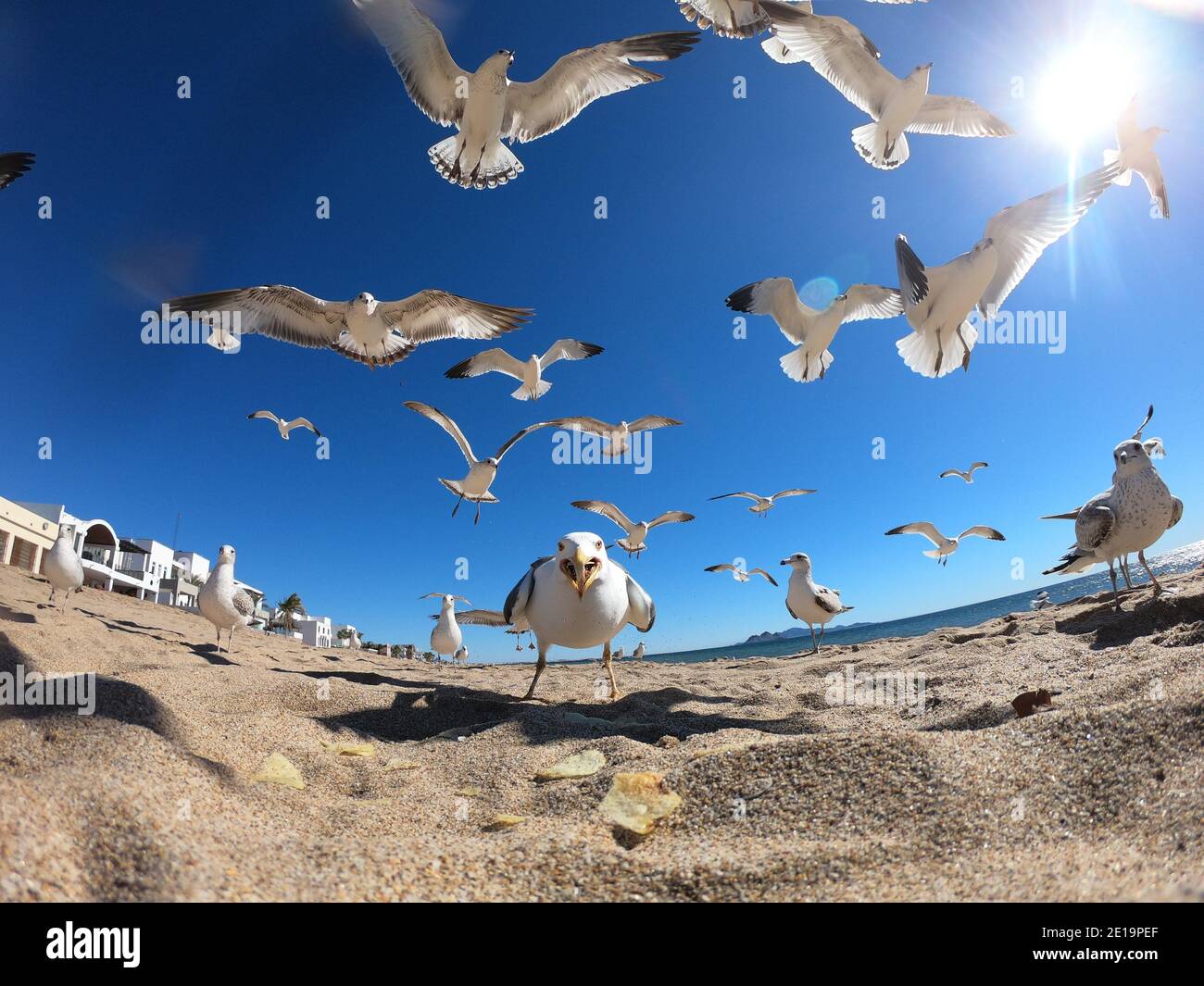 Seagulls flying and feeding on the sand on the shore of Bahia de Kino beach, a tourist destination in the Gulf of California or Sea of Cortez in the state of Sonora, Mexico. Gulls Birds, Seagulls, Sea Gulls, Red Sea, northwest, nature photography, birds, birds.   (Photo by Luis Gutierrez / Norte Photo)  Gaviotas volando y alimentadose sobre la arena a la orilla de la playa  Bahia de Kino, destino turistico del Golfo de California o Mar de Cortez en el estado de Sonora, Mexico. Gulls Birds, Seagulls , Sea Gulls, mar Bermejo, northwest, fotografia de naturaleza, aves, pajaros.  (Photo by Luis Gu Stock Photo