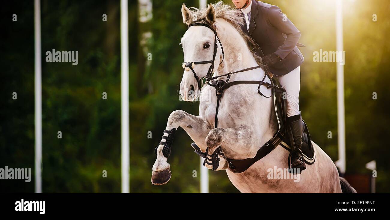 dapple-grey-horse-high-resolution-stock-photography-and-images-alamy