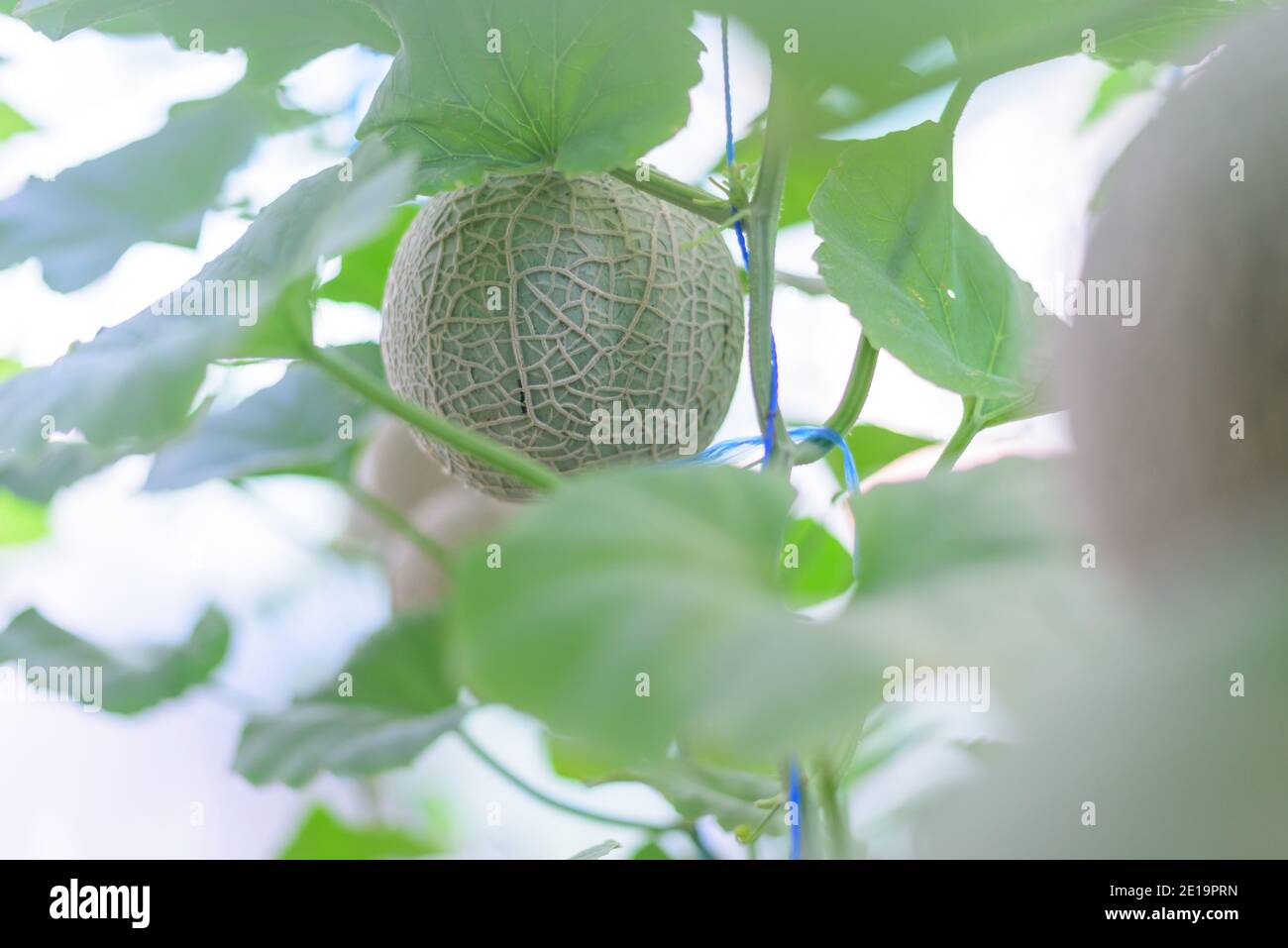 Fresh melon in greenhouse Stock Photo Alamy