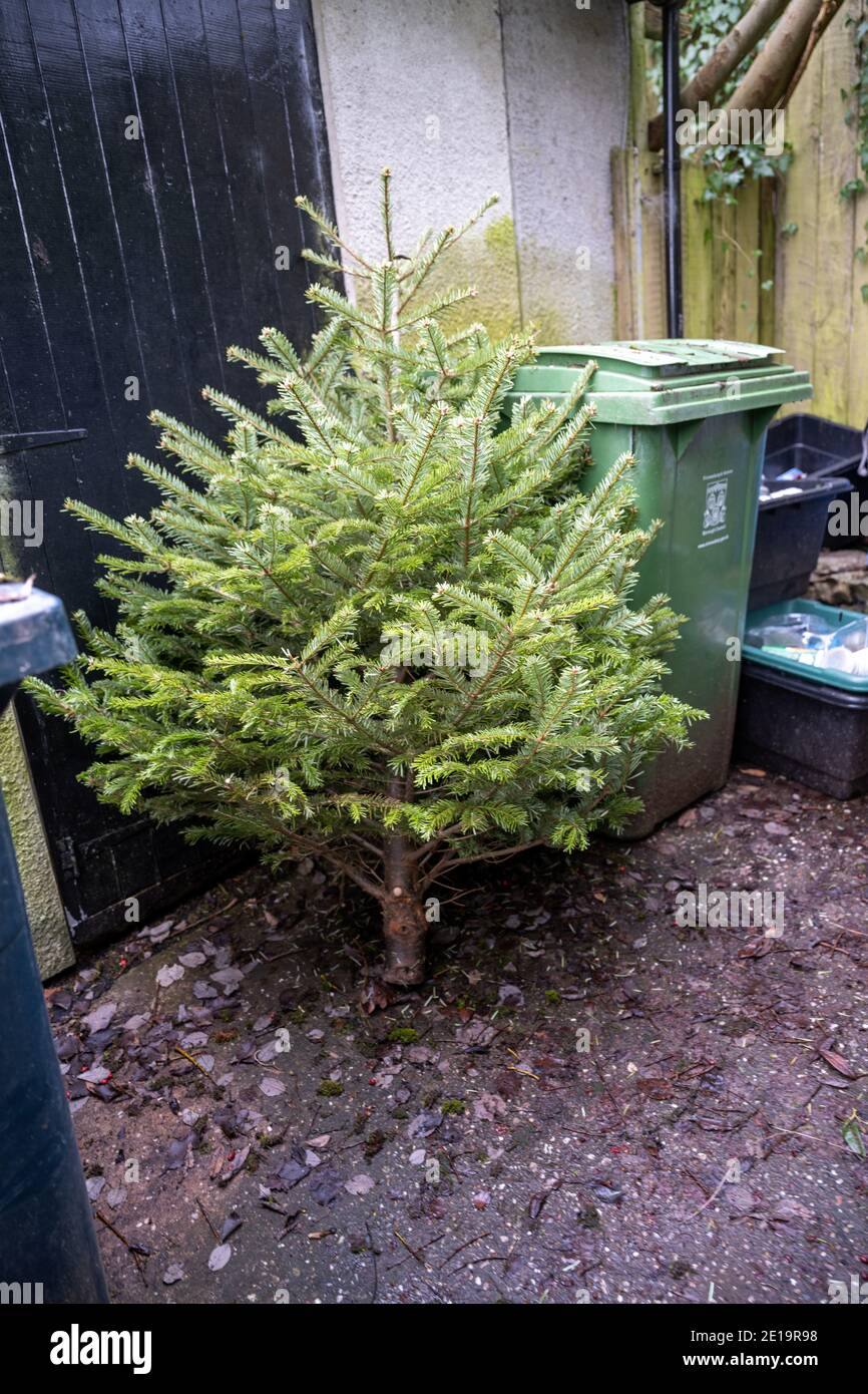 Discarded Christmas tree leaning against some bins awaiting collection in January. Stock Photo