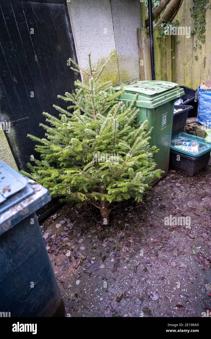 Discarded Christmas tree leaning against some bins awaiting collection in January. Stock Photo