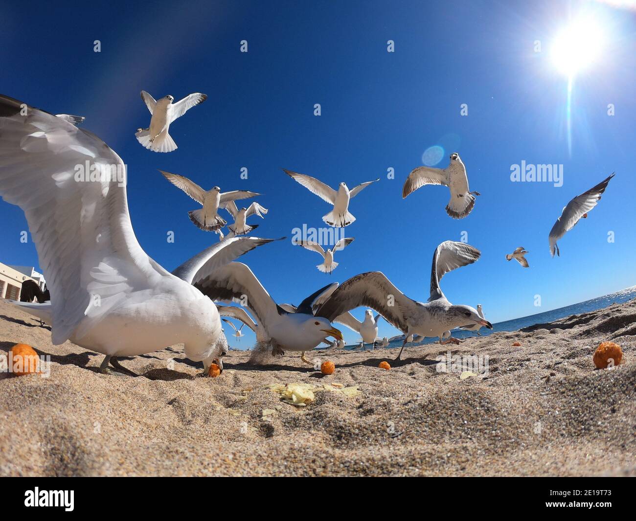 Seagulls flying and feeding on the sand on the shore of Bahia de Kino beach, a tourist destination in the Gulf of California or Sea of Cortez in the state of Sonora, Mexico. Gulls Birds, Seagulls, Sea Gulls, Red Sea, northwest, nature photography, birds, birds.   (Photo by Luis Gutierrez / Norte Photo)  Gaviotas volando y alimentadose sobre la arena a la orilla de la playa  Bahia de Kino, destino turistico del Golfo de California o Mar de Cortez en el estado de Sonora, Mexico. Gulls Birds, Seagulls , Sea Gulls, mar Bermejo, northwest, fotografia de naturaleza, aves, pajaros.  (Photo by Luis Gu Stock Photo