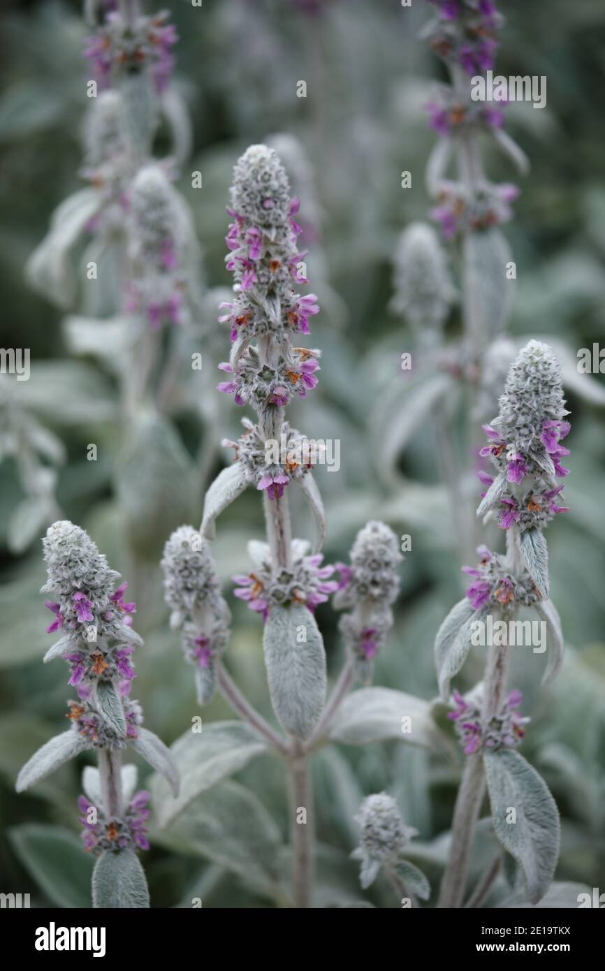 Closeup view of Stachys byzantina plant, native to Iran, Turkey, Crimea Stock Photo