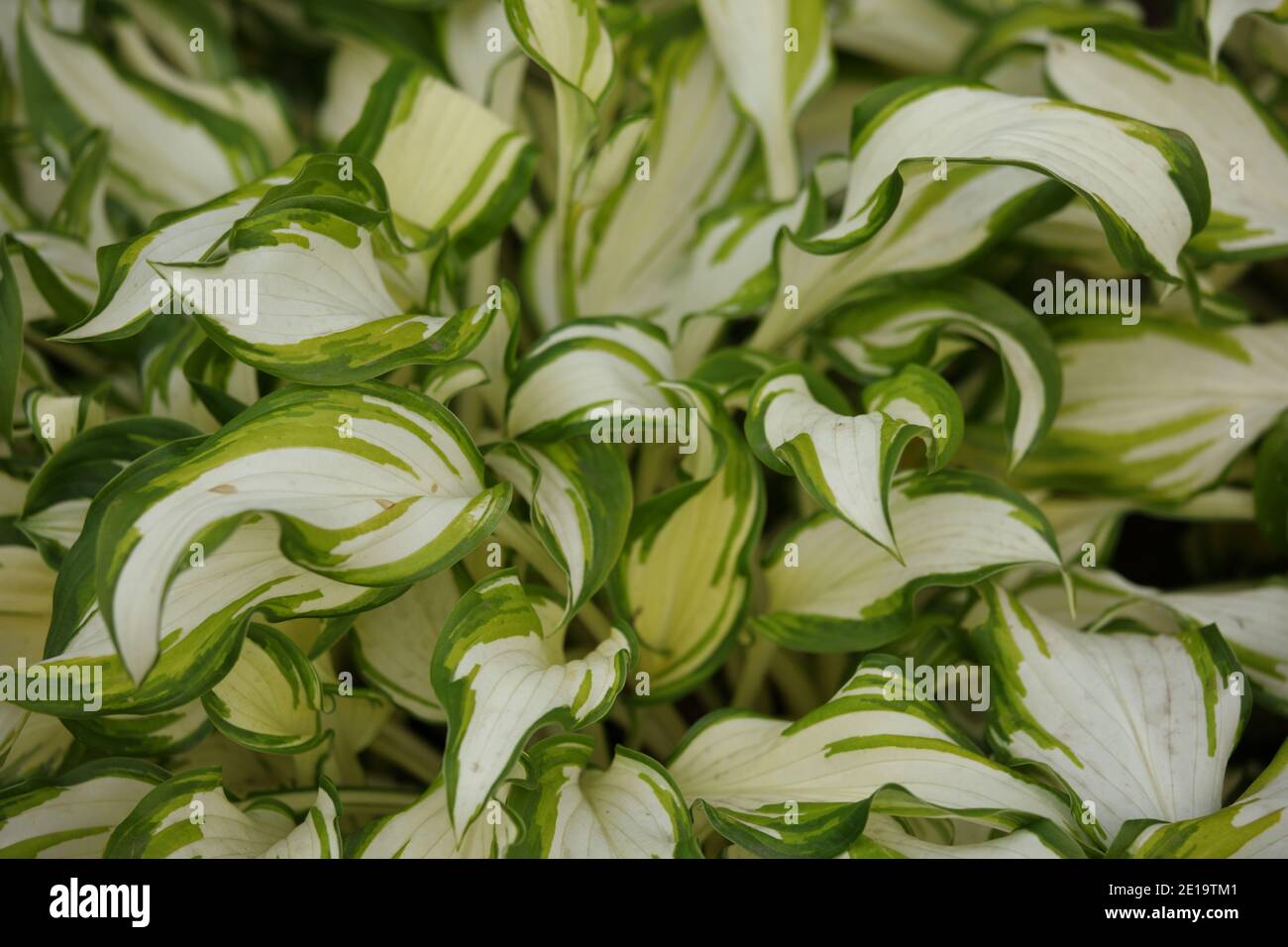 Background image of leaves of Hosta undulata plant, cultivated variety Mediovariegata Stock Photo
