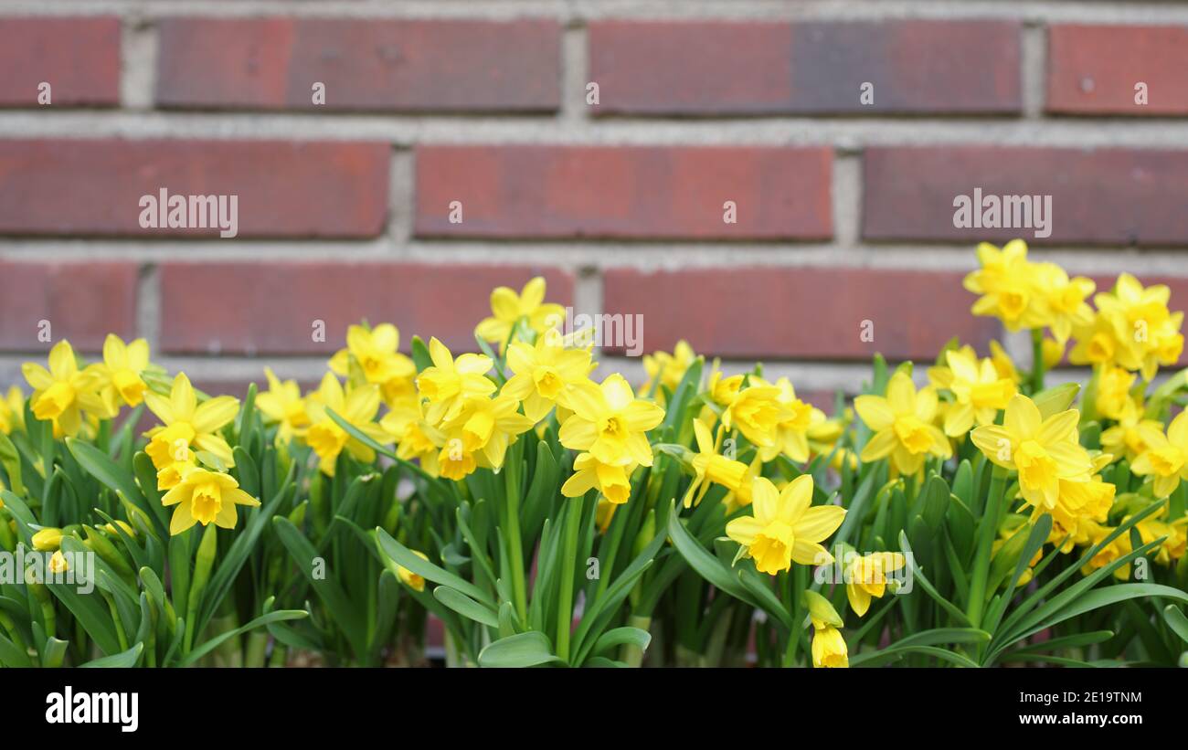 Daffodil flowers against red brick wall background Stock Photo