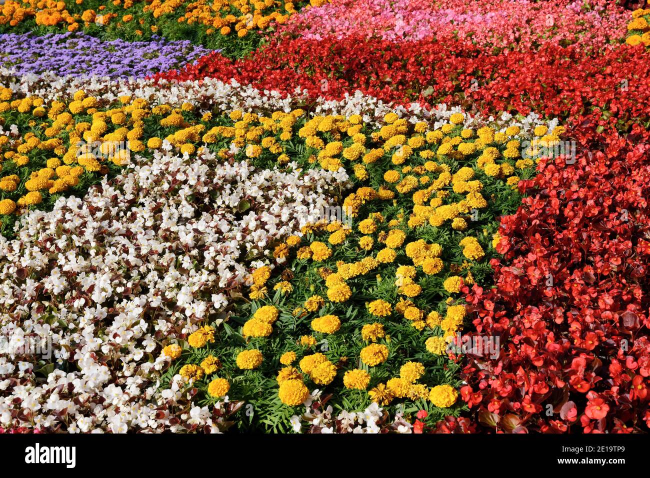 Carpet of low growing bedding plants Stock Photo