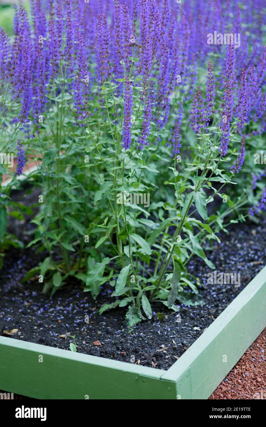 Sage plants grown in a garden bed Stock Photo