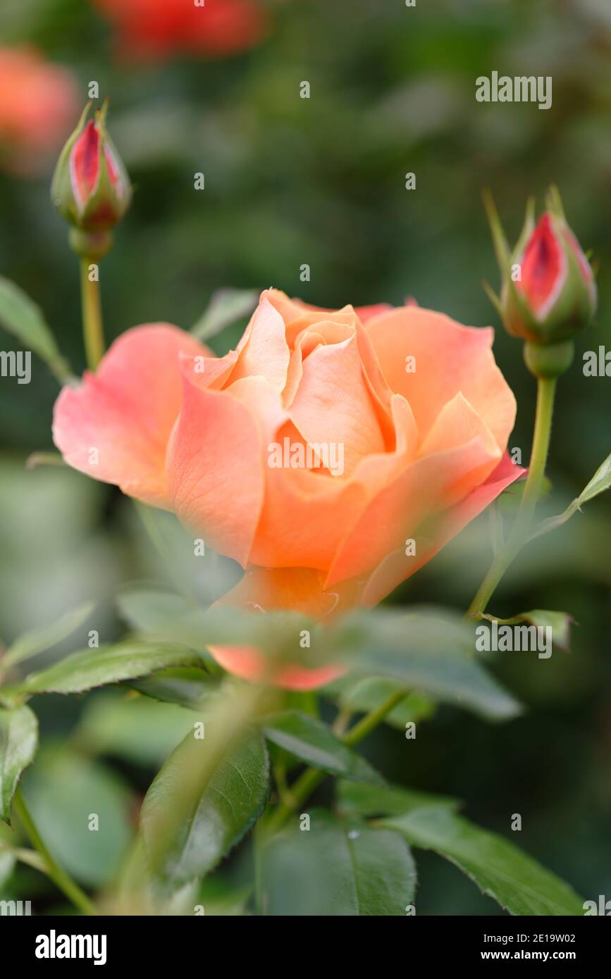 Close-up view of orange rose flower buds on a rose bush in a garden Stock Photo