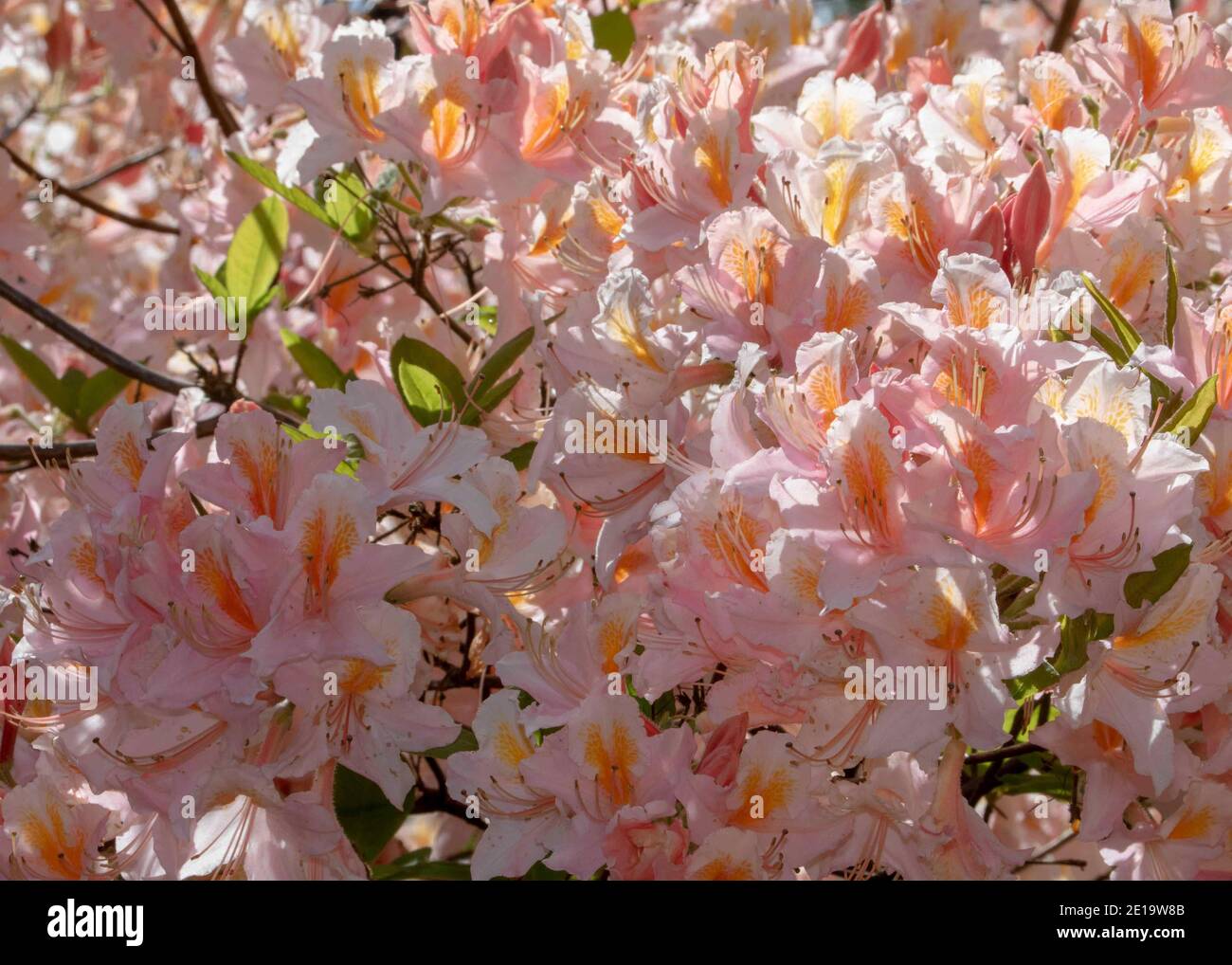 the rhododendron which symbolizes danger and to beware Stock Photo