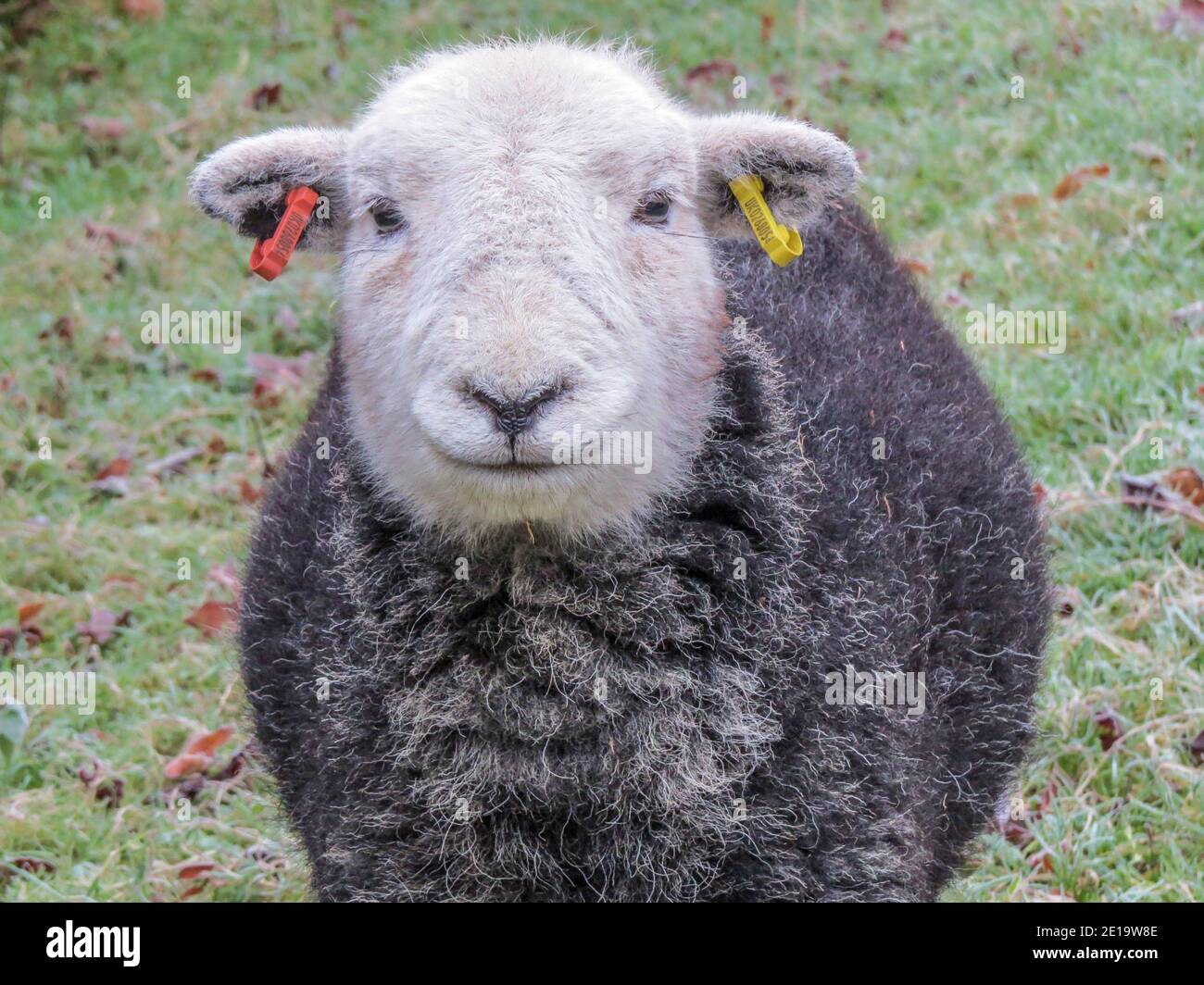 その他 Gray Sheep COLOR Gray Sheep COLOR