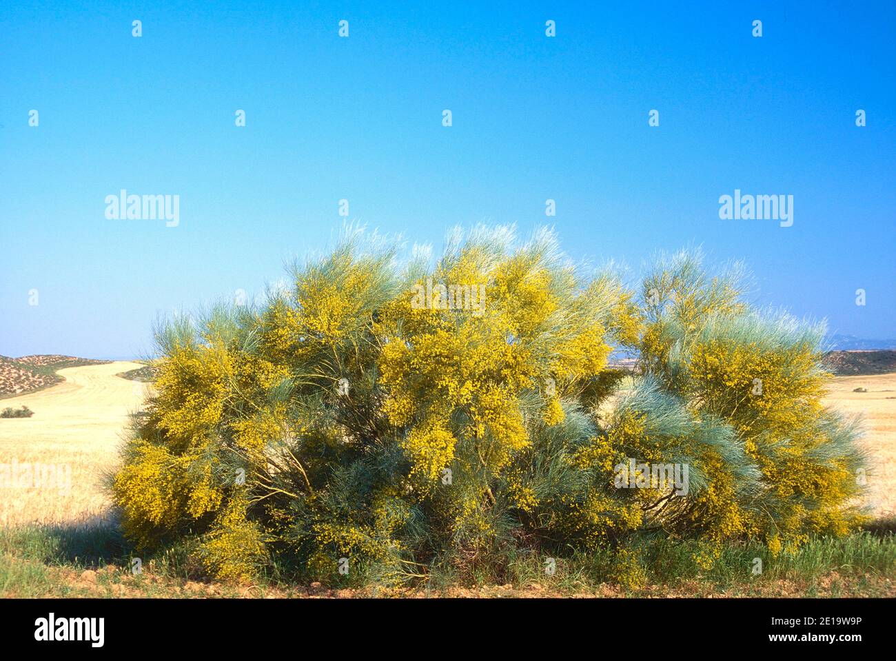 Scotch broom cytisus scoparius hi-res stock photography and images - Alamy