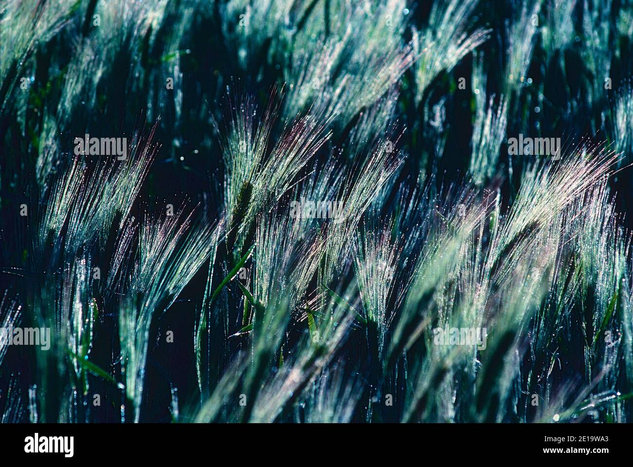 Barley, Hordeum vulgare, Poaceae, spikes, field, useful plant, cereal grain, Spain Stock Photo