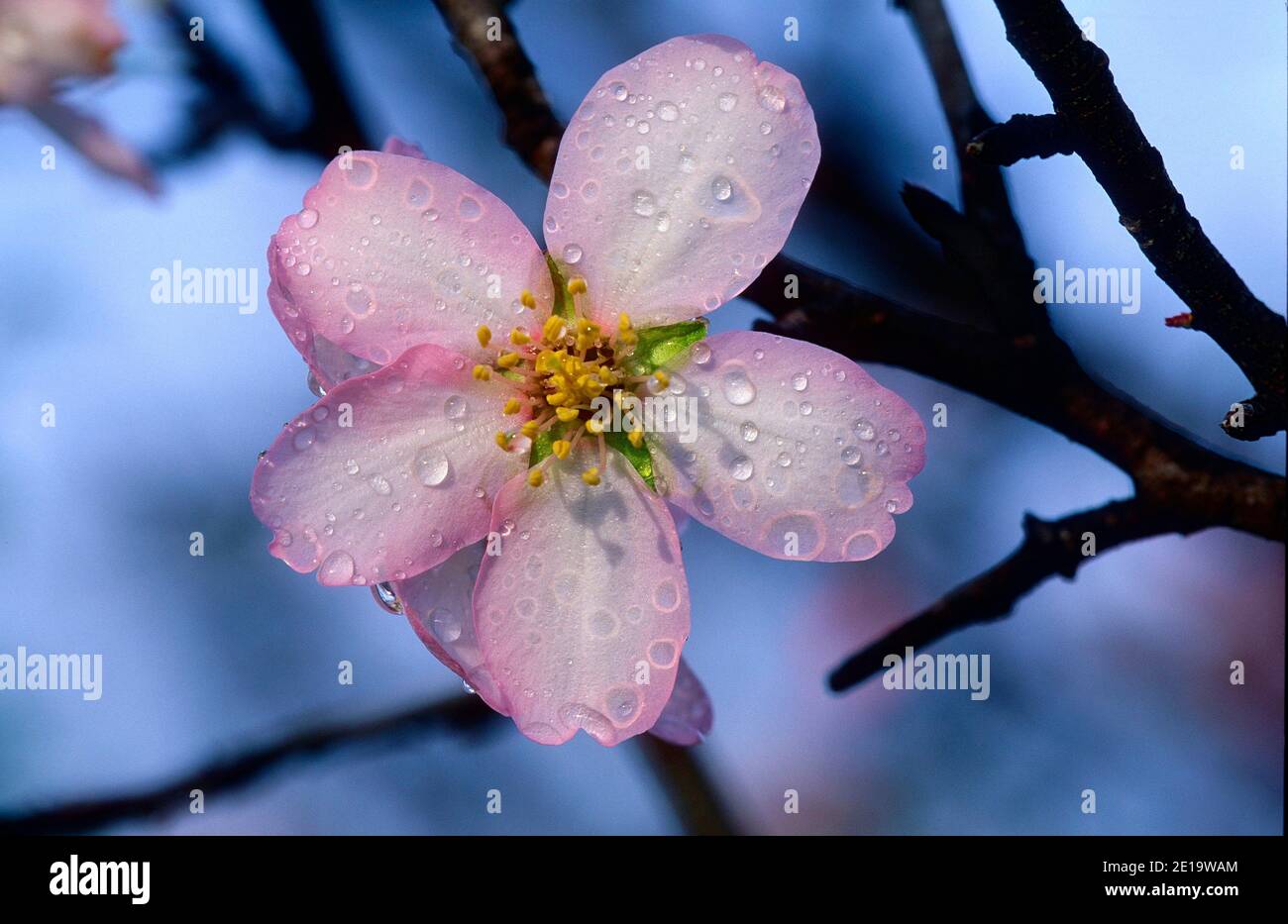 Almond tree, Prunus dulcis, Rosaceae, blossoms, raindrops, detail, useful plant, tree, Andalusia, Spain Stock Photo