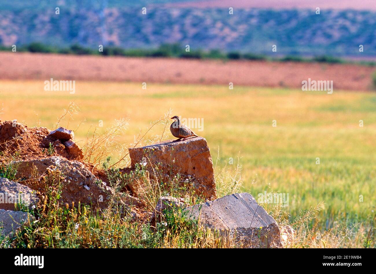 Red-legged Partridge, Alectoris rufa, Phasianidae, bird, animal, Spain Stock Photo